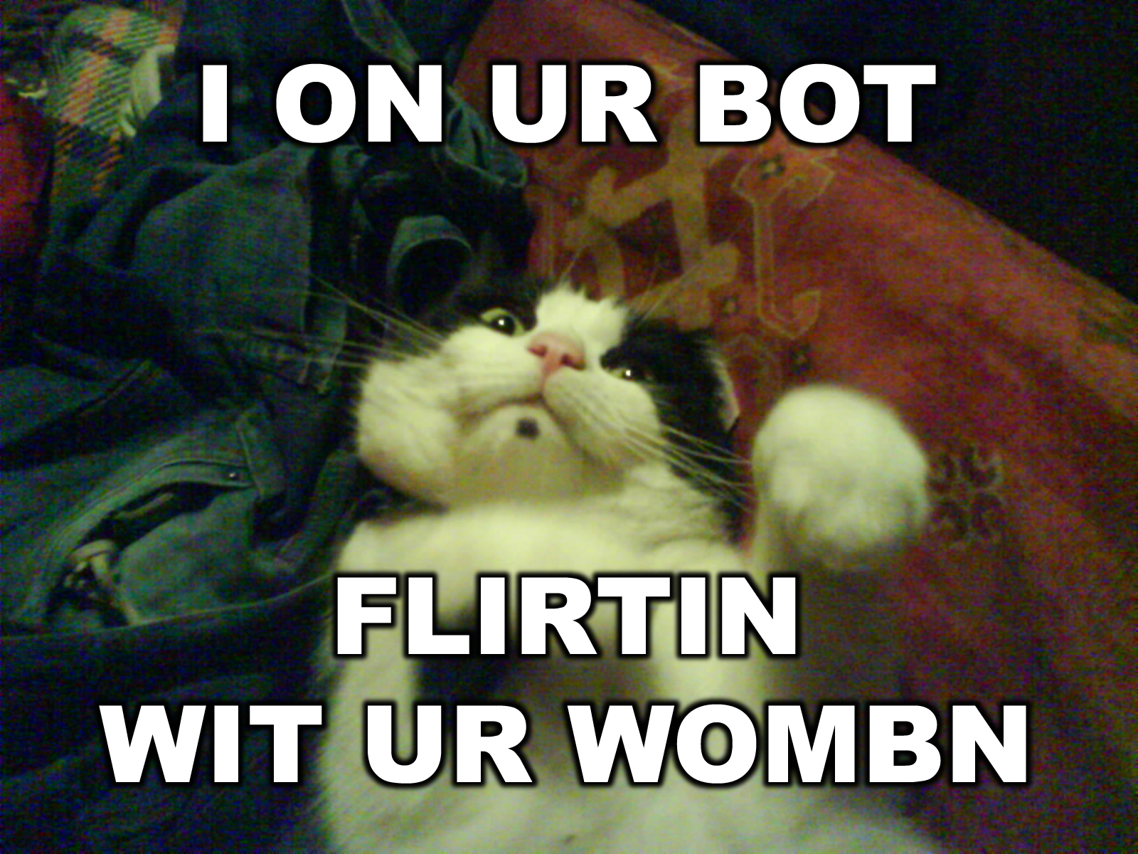 Lolcat Eddie